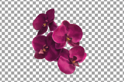 Colourful orchids watercolor clip art pack, leaves, flowers Product Image 14