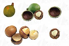 Nuts clip art pack, Watercolor nuts chart, food print Product Image 13