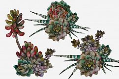 Succulents and Cacti Watercolor Clip Art Set Product Image 4