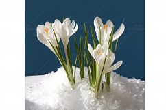 Snowdrop crocus flower in snow Product Image 1