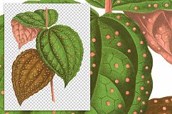 Leaves - Vintage Bertolonia Guttata Product Image 2