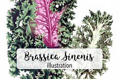 Leaves - Vintage Brassica Sinenis Product Image 1