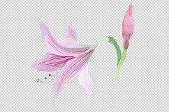 Purple amaryllis PNG watercolor flower set Product Image 5