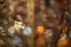 Blurred red leaves after rain Product Image 1