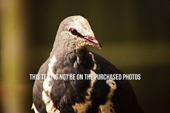 9 Beautiful Birds V2 Product Image 3