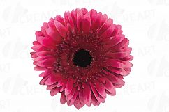 Watercolor Gerbera Daisy clip art pack, colorful gerbers Product Image 7