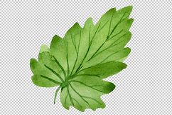 Begonia flower plant PNG watercolor set Product Image 6