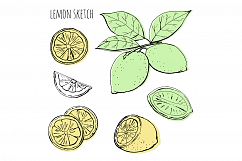 Sketch lemons. Watercolor. Vector. Product Image 2