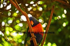 9 Beautiful Birds Product Image 6