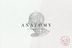 Premium Anatomy illustrations Product Image 1