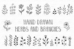 Hand drawn herbs and branches Product Image 1