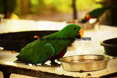 9 Beautiful Birds Product Image 7