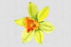 Narcissus lemon flower PNG watercolor set Product Image 2