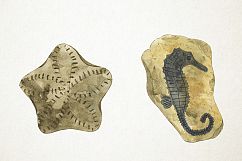 Watercolor Fossils Clipart, Fossils Clip Art, Fossil Clipart Product Image 4
