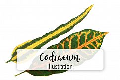 Leaves - Vintage Codiaeum Product Image 1