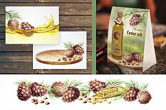 Pine nuts. Cedar oil. Watercolor Product Image 5