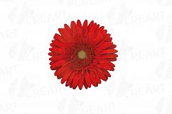 Watercolor Gerbera Daisy clip art pack, colorful gerberas 2 Product Image 10