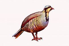 watercolor partridge bird vector Product Image 1