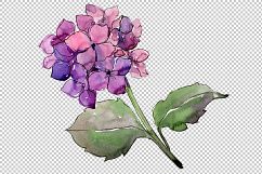 Hydrangeas flowers PNG watercolor set Product Image 5