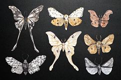 MOTH watercolor collection Product Image 7