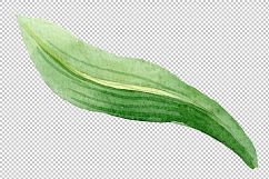 Purple amaryllis PNG watercolor flower set Product Image 3