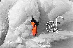 Swan Typographic Letter A-Z Alphabet SVG PNG EPS AI Product Image 13