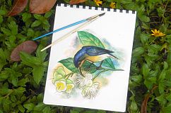 watercolor sun birds Product Image 2