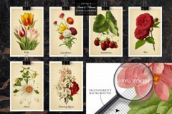 Antique Fruit &amp; Flowers Graphics Product Image 9