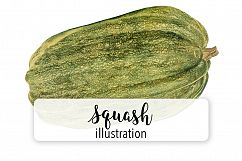 Squash - Vintage Illustration Product Image 1