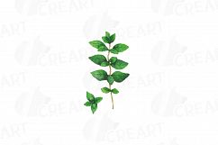 Herbs and Spices clip art pack, Watercolor herbs and spices chart, kitchen herbs, food print. PNG, jpg, svg, vector illustrator &amp;corel files Product Image 11