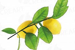 Watercolor lemons, branch and leaves clip art pack, watercolor lemon clip art, exotic fruit, png, pdf, jpg, svg, eps, vector files included. Product Image 5