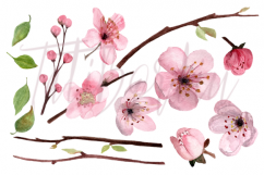 17 Watercolor Cherry Blossom ClipArt Product Image 2