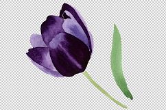 Black tulips PNG watercolor flower set Product Image 3
