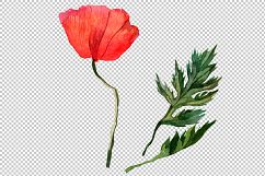 Red poppy PNG watercolor flowers Product Image 4