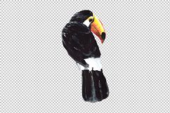 Tropical toucan PNG watercolor bird set Product Image 4