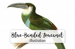 Birds - Vintage Blue-Banded Toucanet Product Image 1