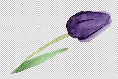 Black tulips PNG watercolor flower set Product Image 5