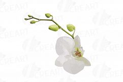 Watercolor white orchids clip art, Orchid leaves and flowers Product Image 5