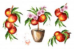 Peaches. Watercolor collection Product Image 4