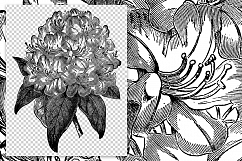 Rhododendron - Vintage Florals Product Image 2