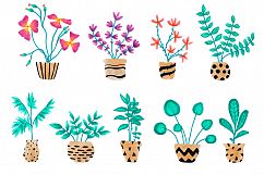 Home Plants and Decorative Flowers in Pots Product Image 2