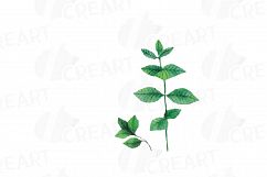Herbs and Spices clip art pack, Watercolor herbs and spices chart, kitchen herbs, food print. PNG, jpg, svg, vector illustrator &amp;corel files Product Image 9