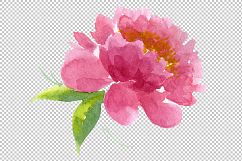 Delicate colorful peony PNG watercolor set Product Image 8