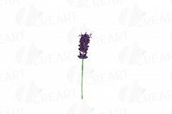 Lavender leaves and bouquets watercolor clip art pack, Lavender design elements. PNG, jpg, svg, vector illustrator&amp; corel files included Product Image 6