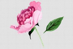 Tender pink peony PNG watercolor set Product Image 5