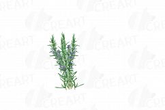 Herbs and Spices clip art pack, Watercolor herbs and spices chart, kitchen herbs, food print. PNG, jpg, svg, vector illustrator &amp;corel files Product Image 15
