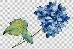Hydrangeas flowers PNG watercolor set Product Image 3
