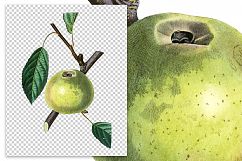 Fruit - Vintage Old Nonpareil Apple Product Image 2