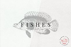 Premium Fishes Illustrations Product Image 1