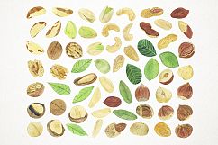 Watercolor Nuts Clipart, Nuts Clip Art, Pistachios Clipart Product Image 2